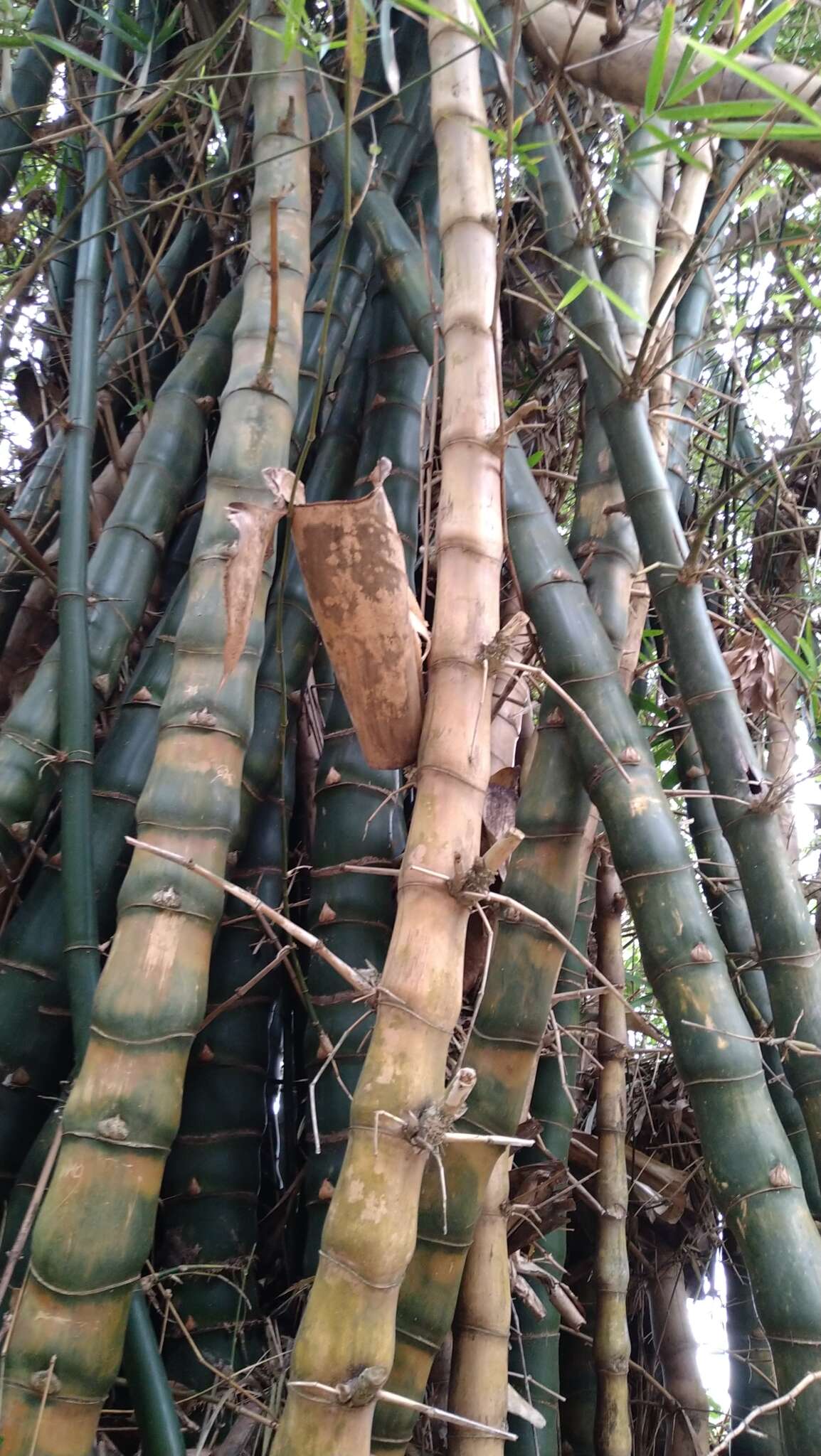 Image of common bamboo