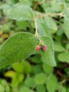 Image of Symphoricarpos albus var. albus