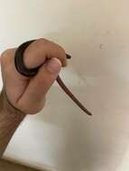 Image of Beaked Blind Snake