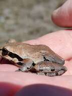 Image of Ornate Chorus Frog