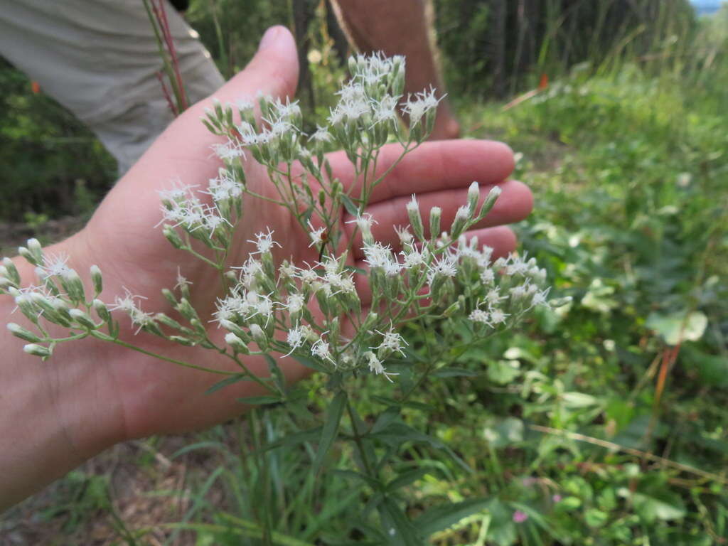 Image of tall thoroughwort