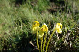 Imagem de Pedicularis longiflora Rudolph