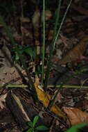 Image of Zamia neurophyllidia D. W. Stev.