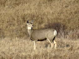 Image of Odocoileus hemionus hemionus (Rafinesque 1817)