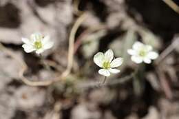 Imagem de Platystigma linearis Benth.