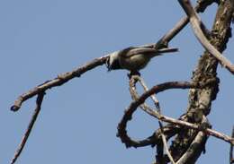 Image of Mountain Chickadee