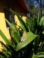 Image of Xami Hairstreak