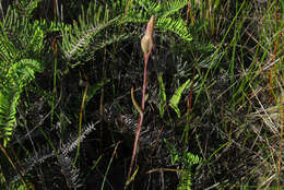 Calochilus paludosus R. Br.的圖片