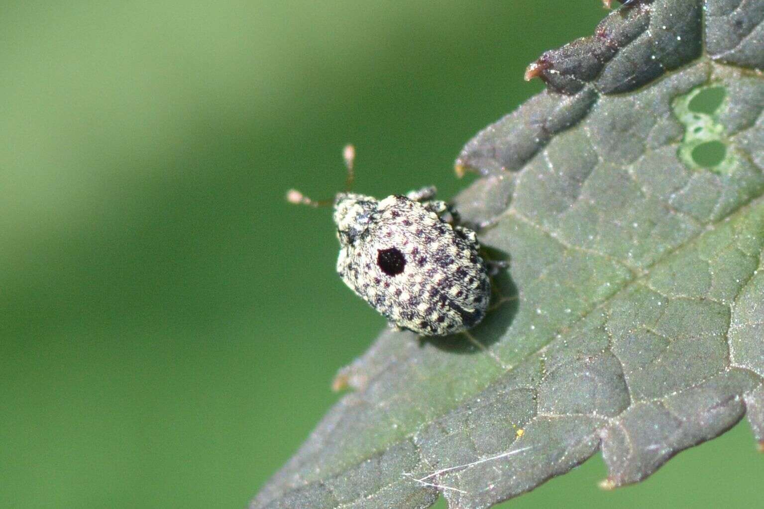 Image of garden figwort weevil