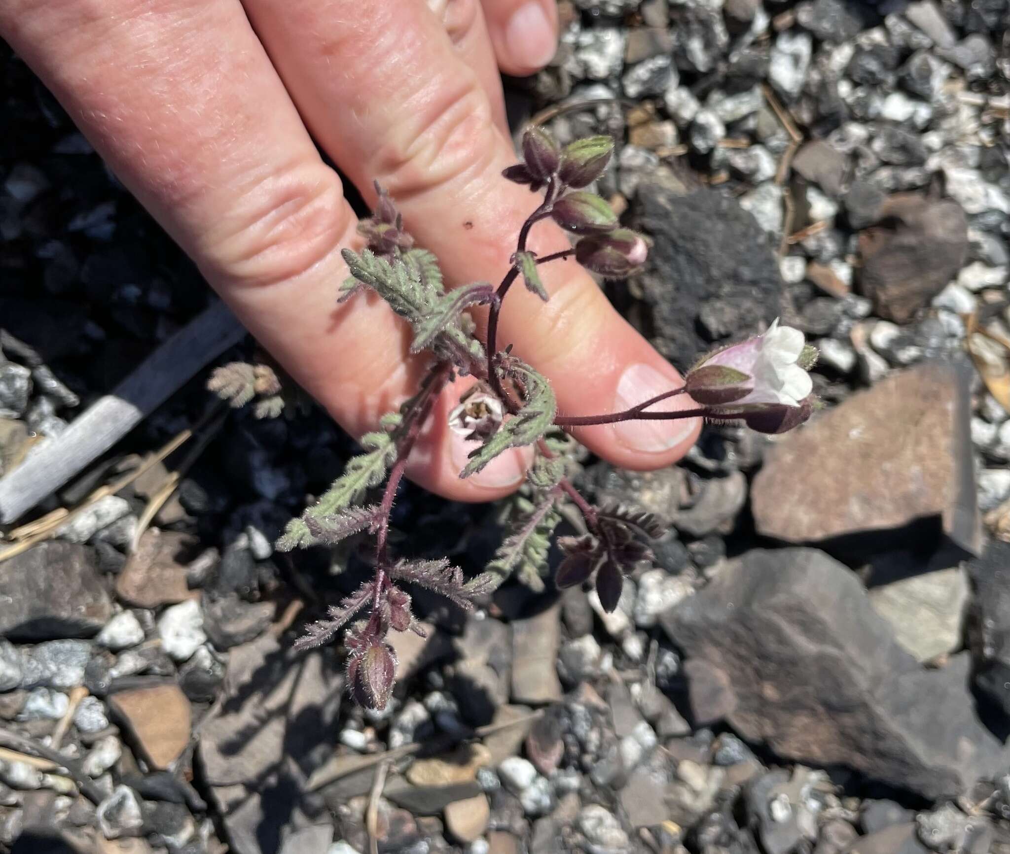 Emmenanthe penduliflora var. rosea Brand resmi