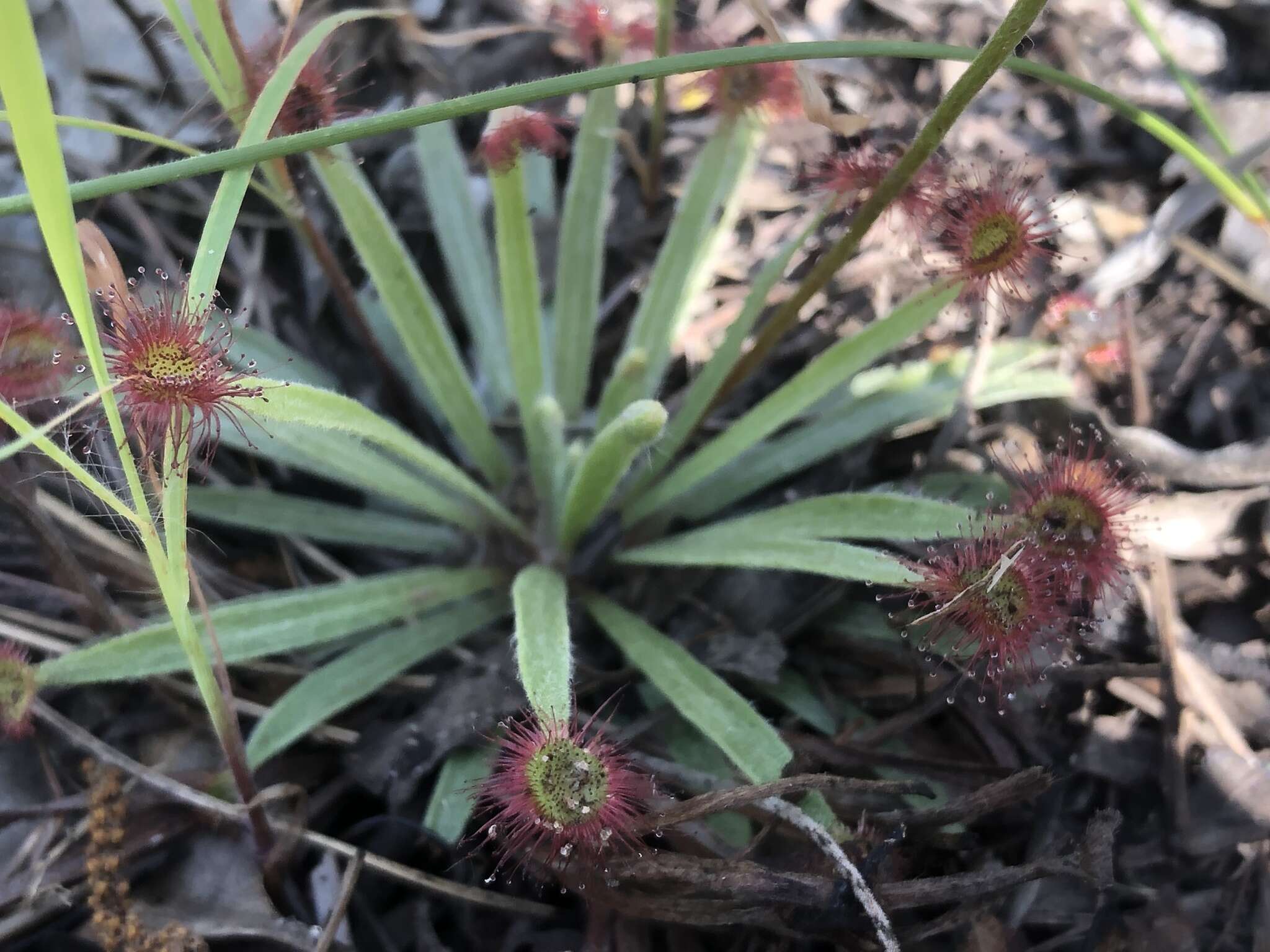 Image of Drosera dilatatopetiolaris Kondo