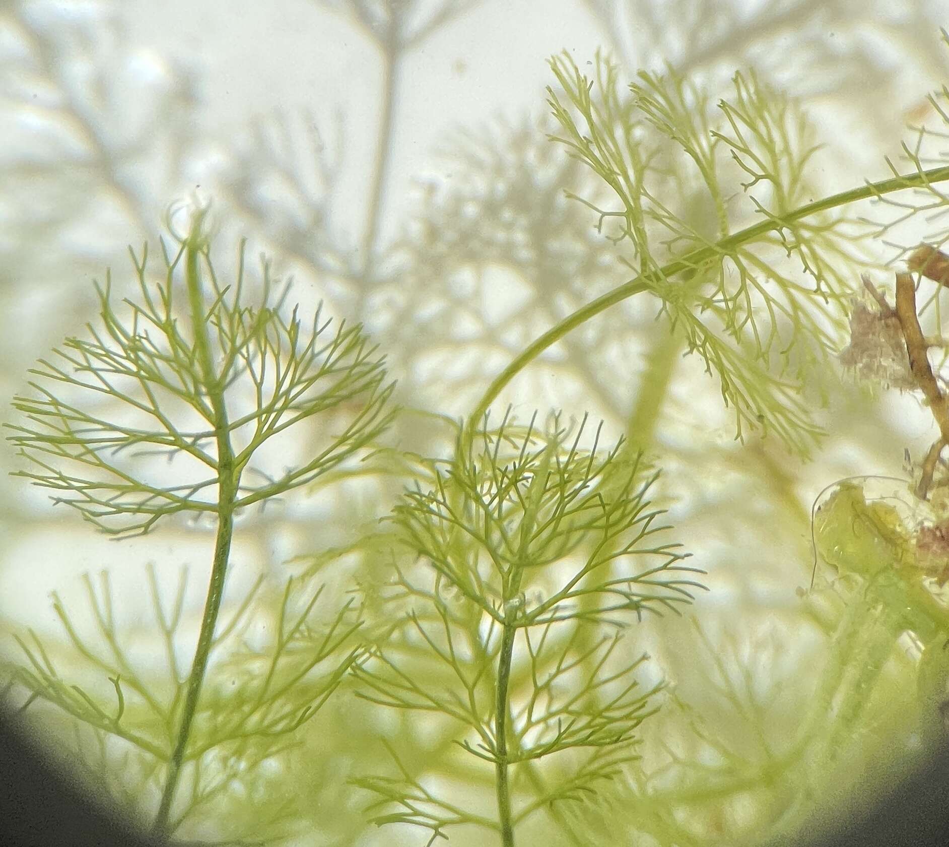 Caulerpa verticillata的圖片