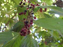 Plancia ëd Frangula capreifolia (Schlechtend.) Grubov