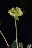 Image of Ruby Mountain buckwheat