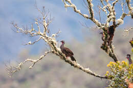 Image of Bearded Guan