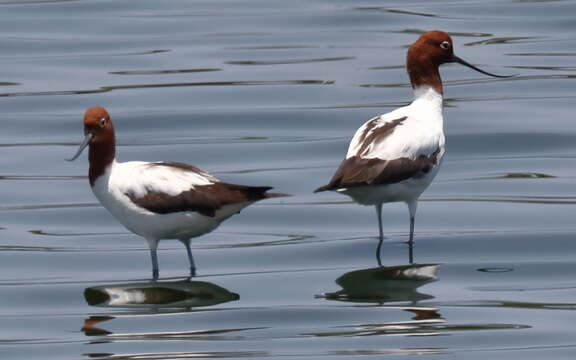 Image of Australian Red-necked Avocet