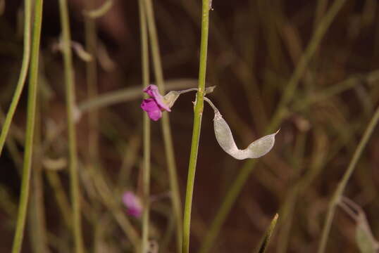 Image of Tephrosia dregeana E. Mey.