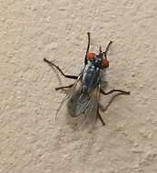 Image of Locust Fly