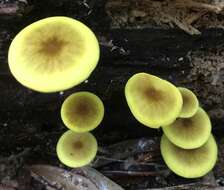 Image of Pluteus chrysaegis (Berk. & Broome) Petch 1912