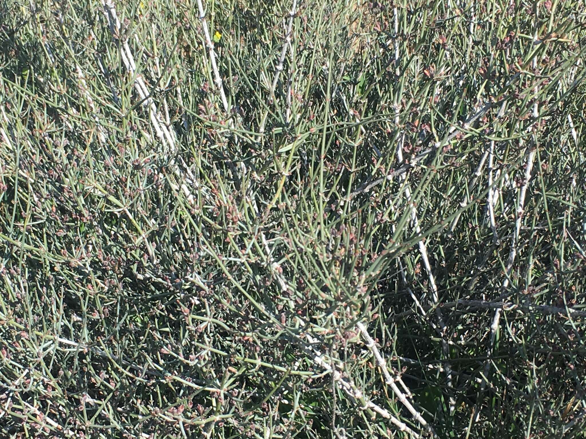 Image of Clipweed