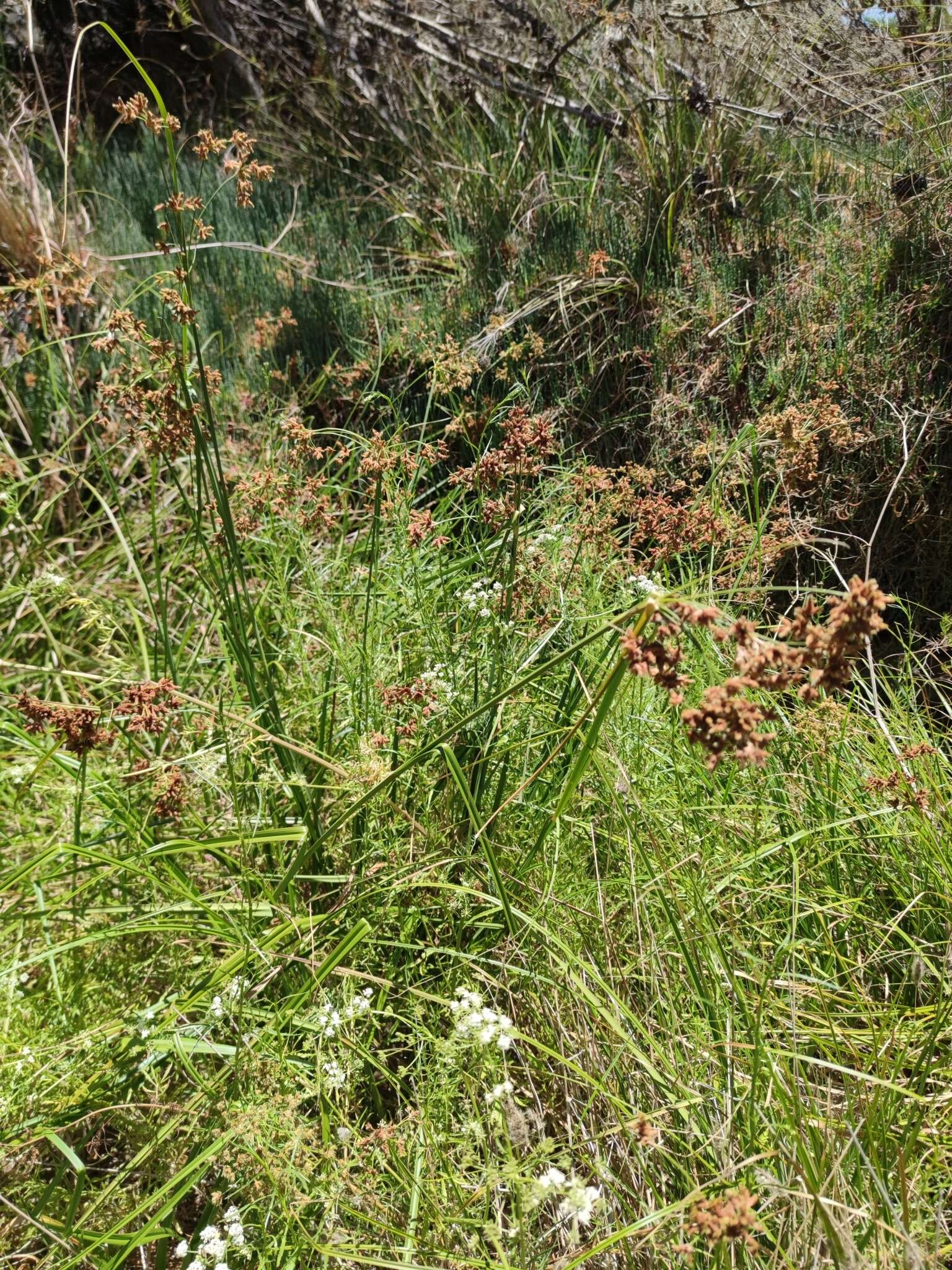 Image of Rhodoscirpus asper (J. Presl & C. Presl) Lév.-Bourret, Donadío & J. R. Starr