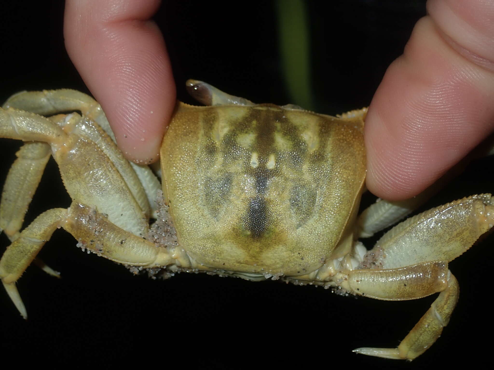 Image of Golden ghost crab