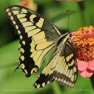 Image of Papilio machaon oregonia W. H. Edwards 1876