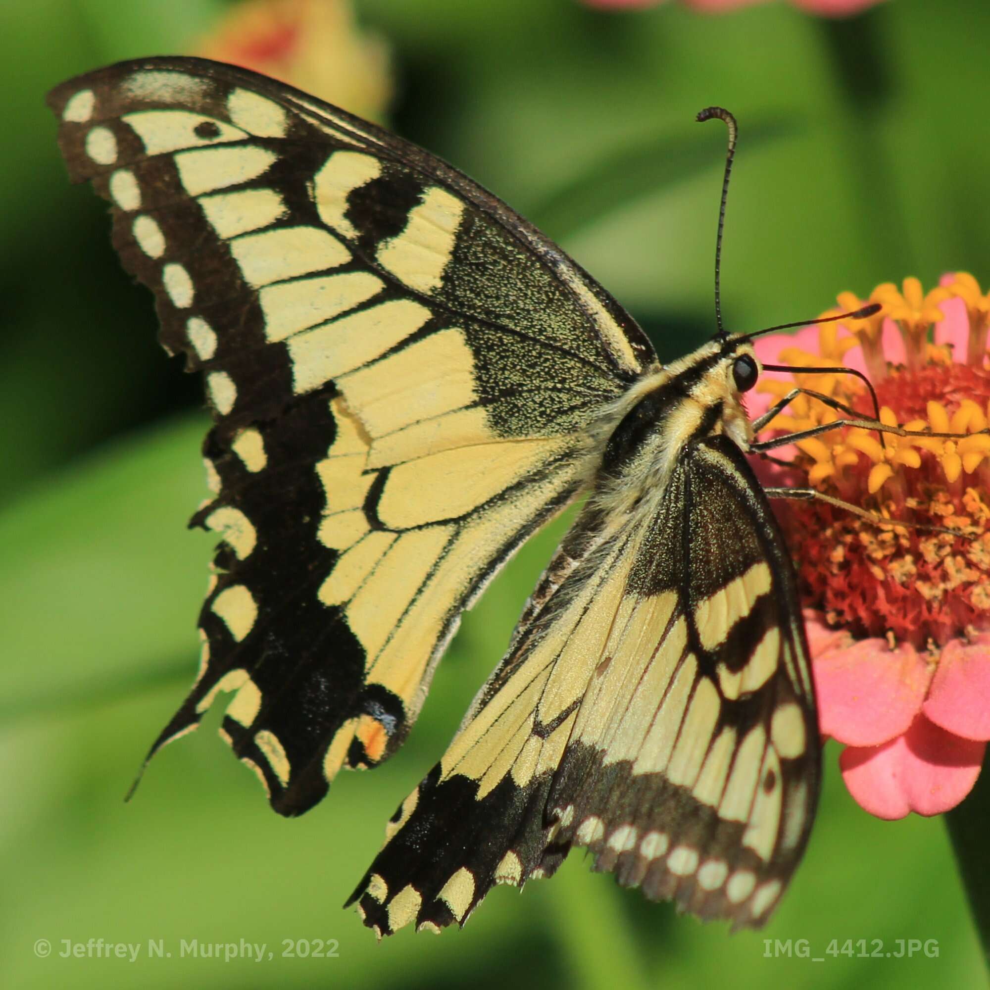 Image of Papilio machaon oregonia W. H. Edwards 1876