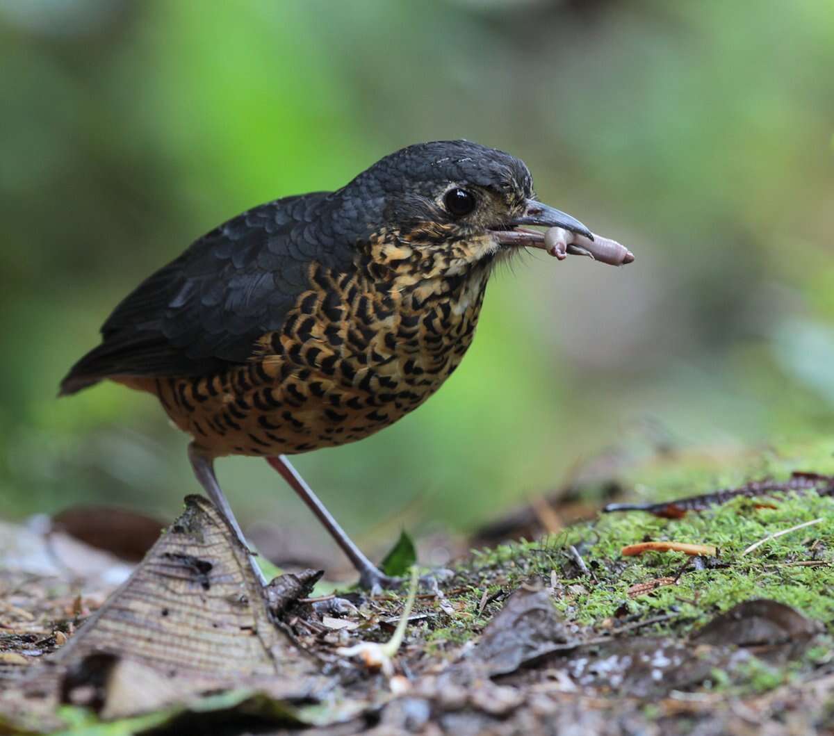 Image of Undulated Antpitta