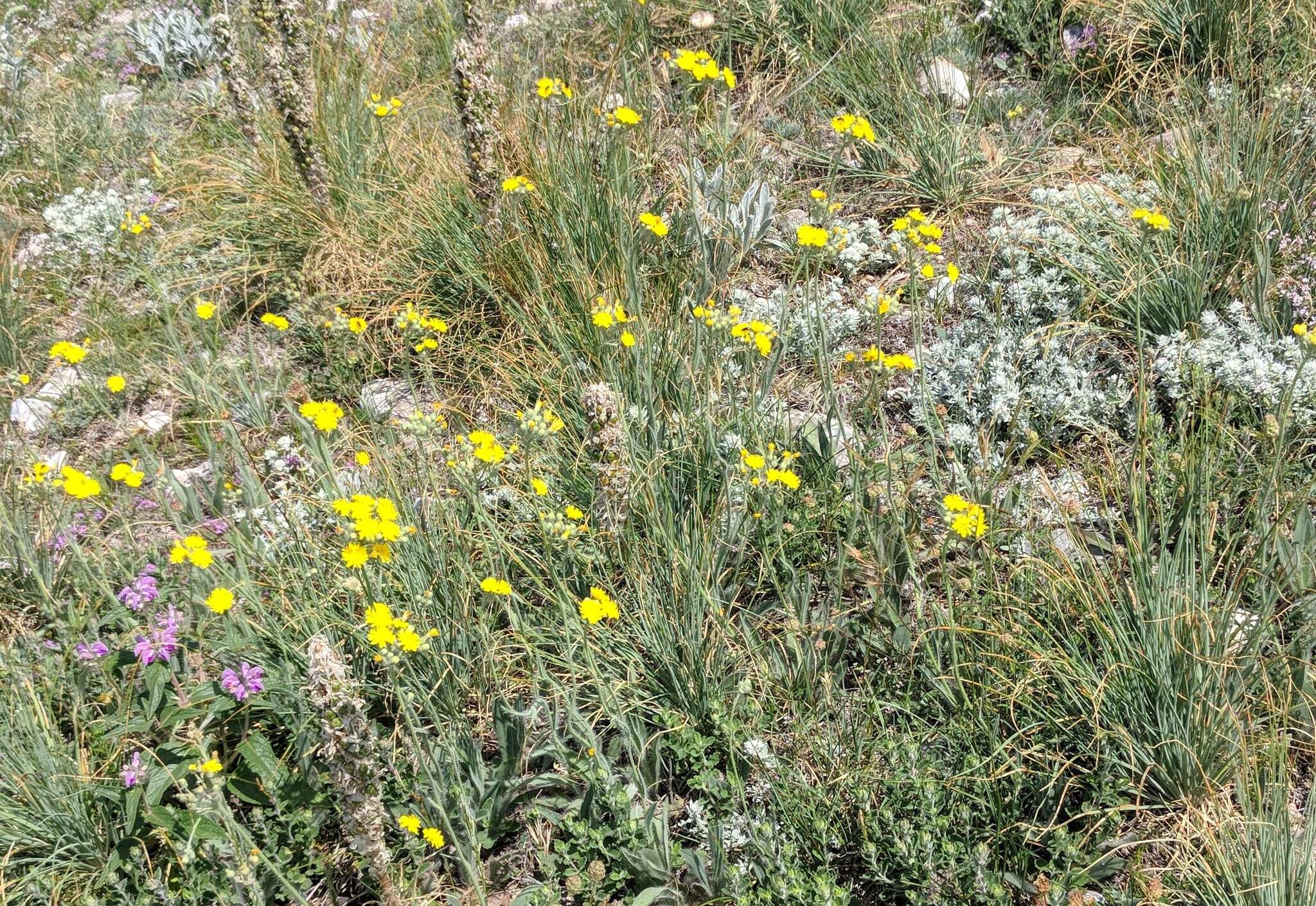 Image of Pilosella auriculoides (Láng) Arv.-Touv.