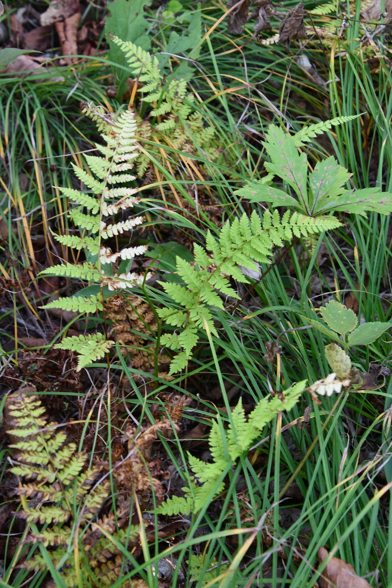 Image of Athyrium yokoscense (Franch. & Sav.) Christ