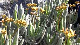 Image of Kalanchoe bitteri