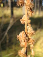 Image of Agrimony