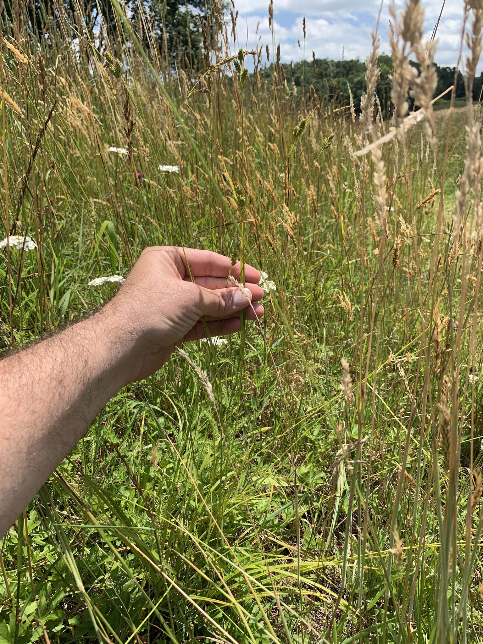 Image of fuzzy wuzzy sedge