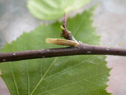 Image of alder bud moth