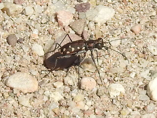 Image de Cicindela (Cicindelidia) sedecimpunctata Klug 1834