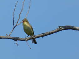 Image of Melodious Warbler