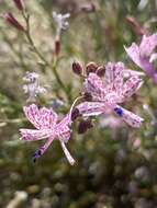 Plancia ëd Ipomopsis guttata (A. Gray) R. Moran