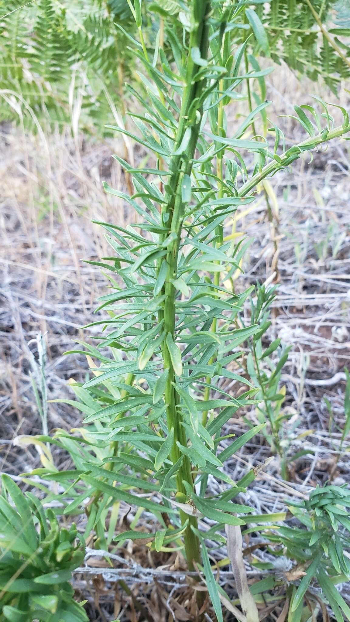 Image of California rayless fleabane