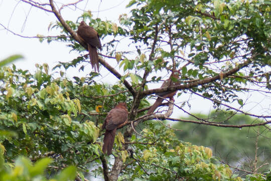 Image of Bar-tailed Cuckoo-Dove