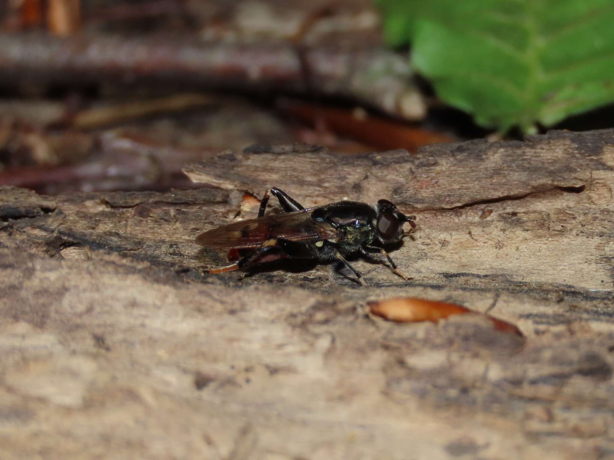 Image of Chalcosyrphus libo (Walker 1849)