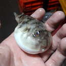 Image of Naked puffer