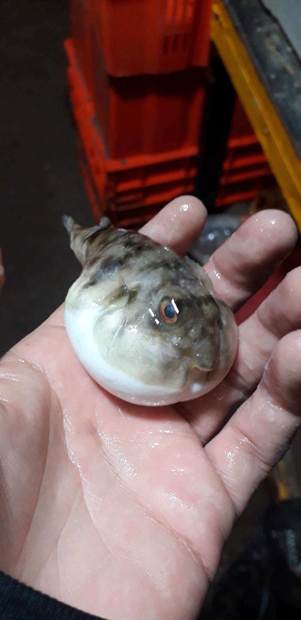 Image of Naked puffer