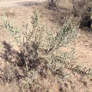 Image de Cylindropuntia kleiniae (DC.) F. M. Knuth