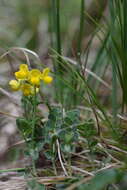 Слика од Coronilla vaginalis Lam.