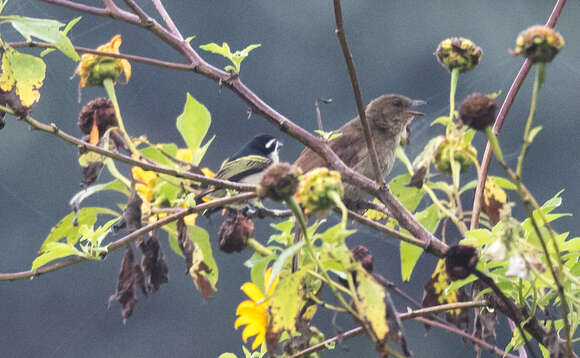 Image of Little Greenbul