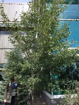 Image of quaking aspen