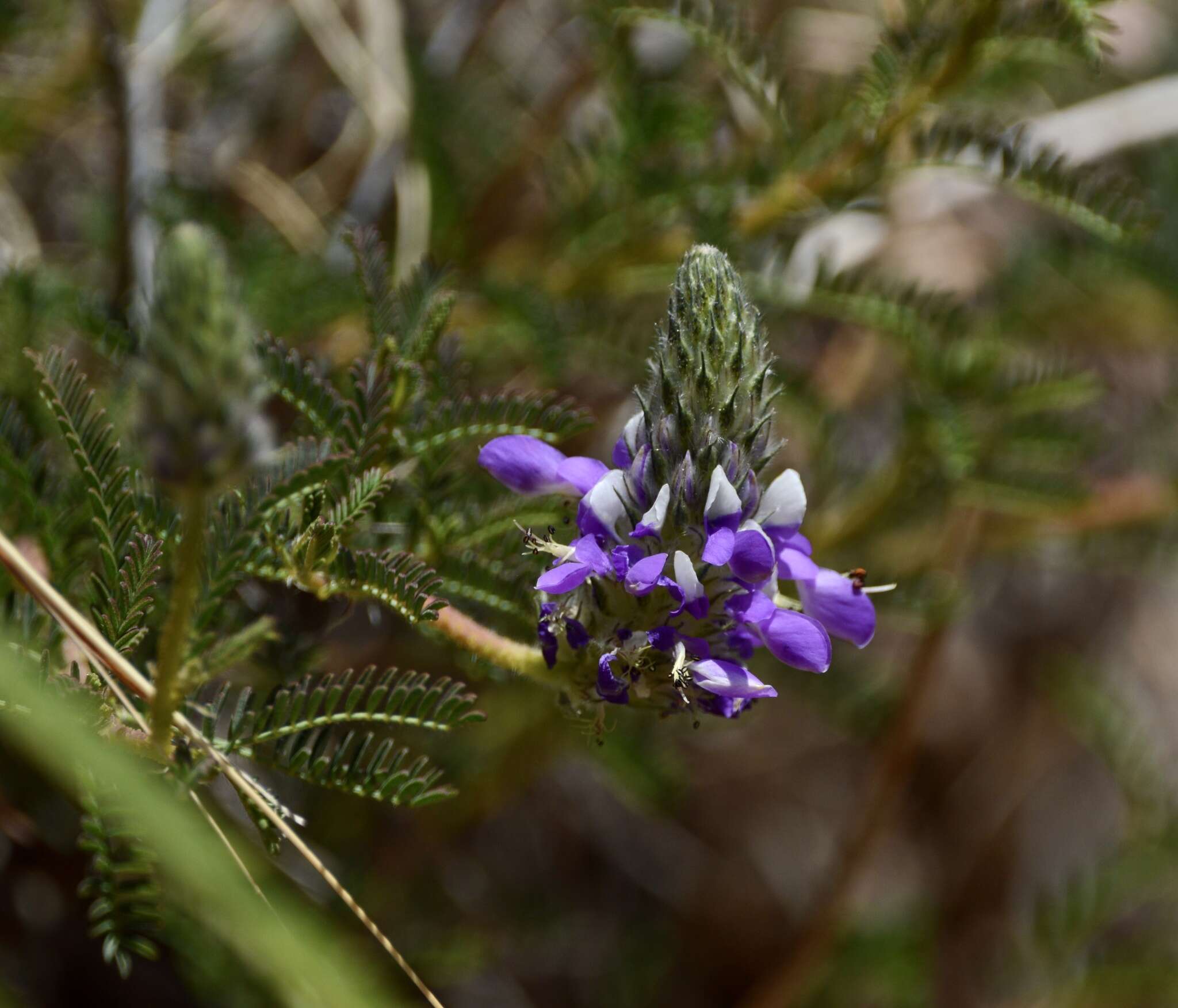 Plancia ëd Dalea elegans Hook. & Arn.