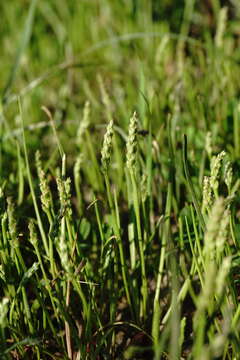 Imagem de Plantago tenuiflora Waldst. & Kit.