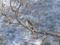 صورة Emberiza leucocephalos Gmelin & SG 1771